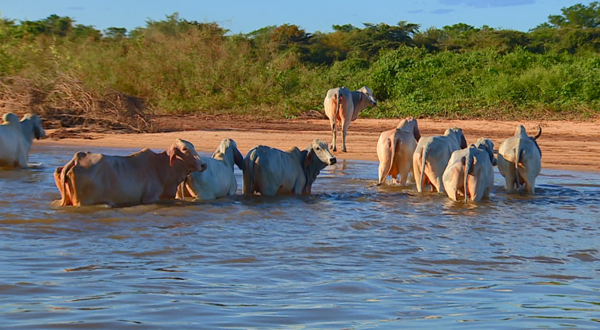Carne brasileira pode enfrentar dificuldades para cumprir exigências da UE, afirma Abiec.