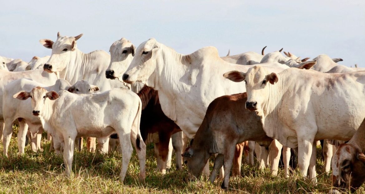 Lucro no confinamento ultrapassa R$ 1 mil por animal, revela Ponta Agro.