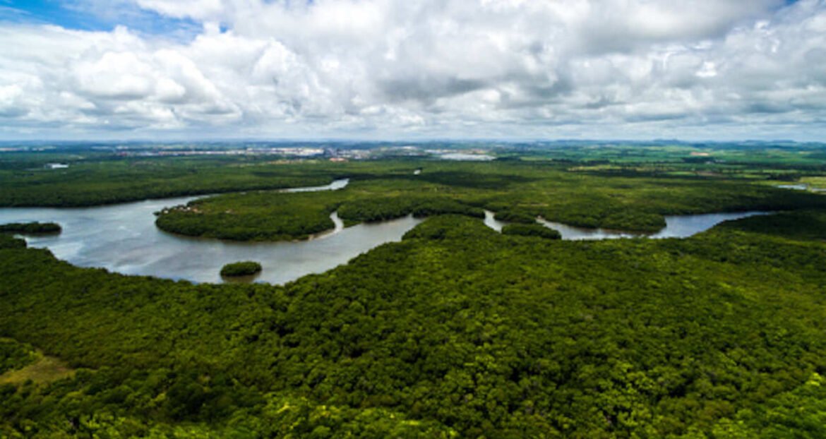 BTG lança ETF para impulsionar o desenvolvimento na Amazônia