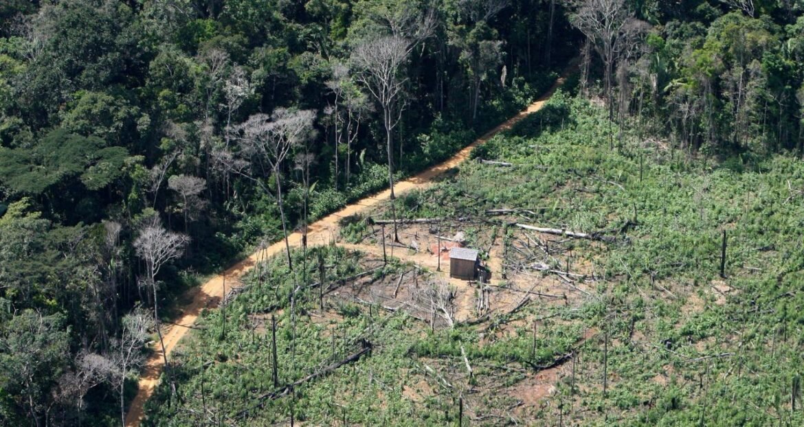 Desmatamento na Amazônia alcança o menor índice da última década