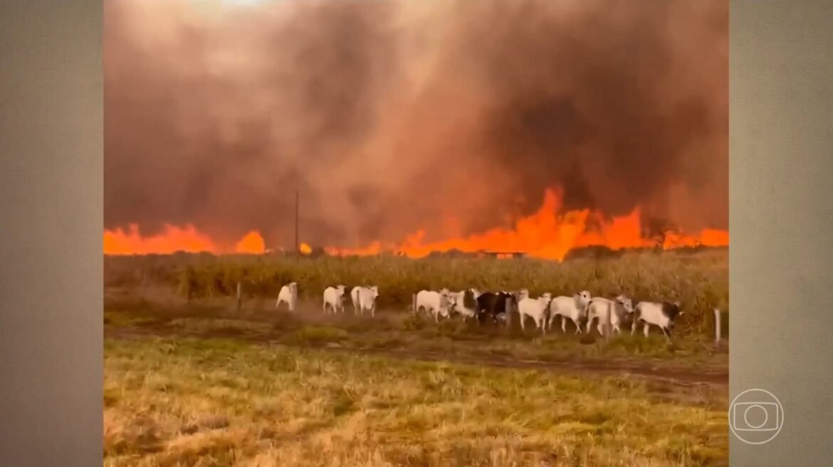 VÍDEO: Gado escapa de incêndio que afeta propriedades rurais; fogo se espalha por regiões de três estados